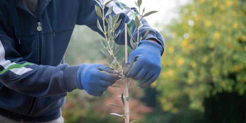 Local Olive Tree Planting pros at work