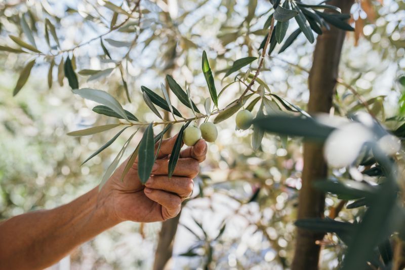 Olive Tree Planting