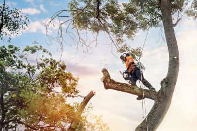 Arborist Tree Service in Reno, NV