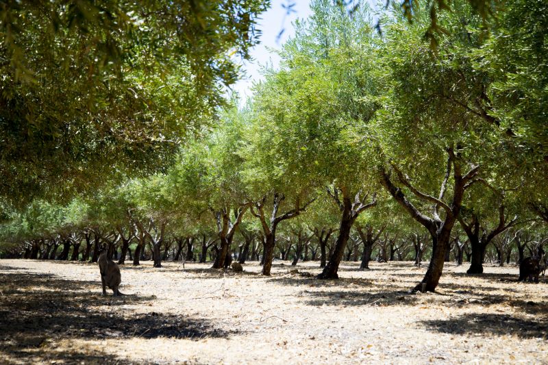 Olive Trees with Fruit