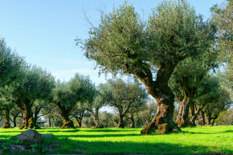 Pruned Olive Trees