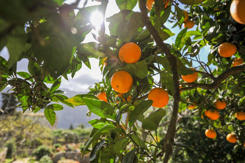 Harvesting Olive Trees