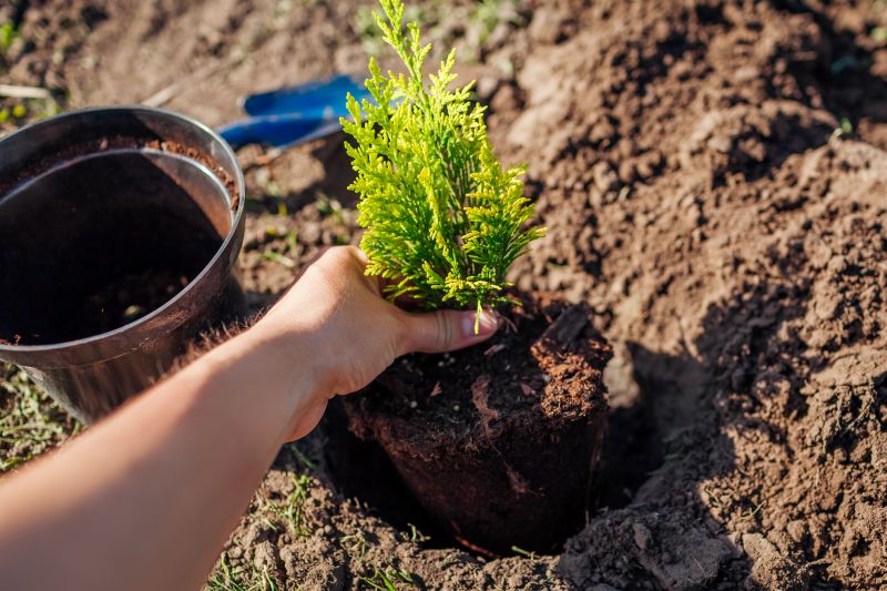 Pear Tree Planting in Honolulu, HI